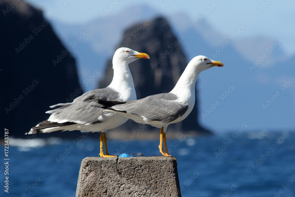 Obraz premium TIERE_2753_Moewe