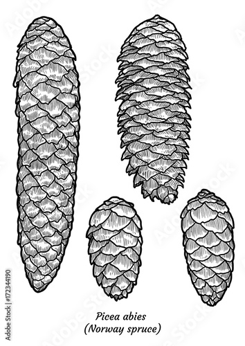 Norway spruce illustration, drawing, engraving, ink, line art, vector