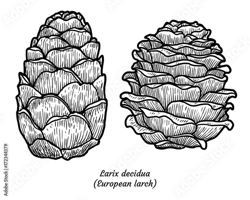 European larch illustration, drawing, engraving, ink, line art, vector
