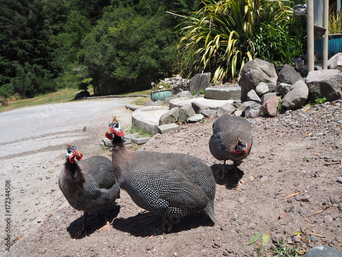 Perlhühner, Neuseeland