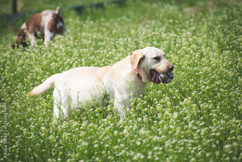 Labrador retriever with his ball