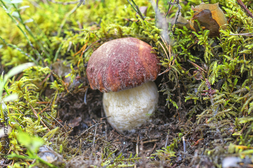 Mushroom boletus Close-Up © vizland