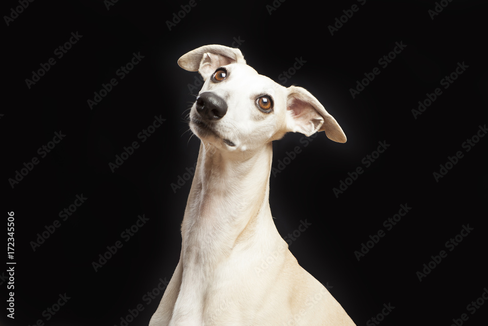 studio portrait of a beautiful whippet dog studio portrait of a beautiful whippet dog