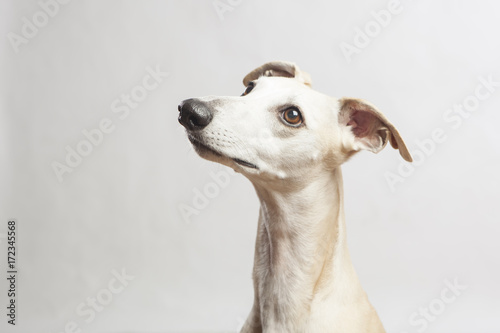 studio portrait of a beautiful whippet dog