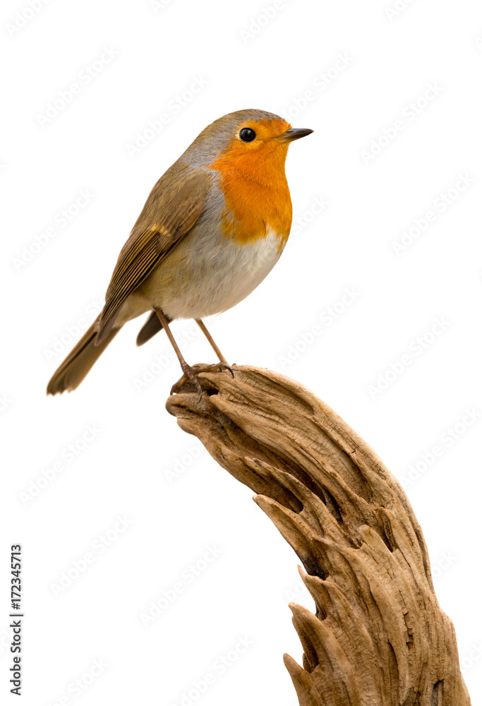 Beautiful small bird Beautiful small bird