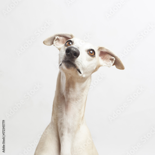 studio portrait of a beautiful whippet dog