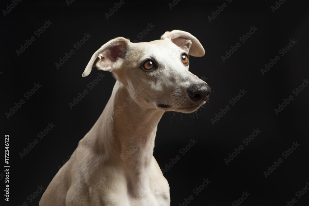 studio portrait of a beautiful whippet dog studio portrait of a beautiful whippet dog