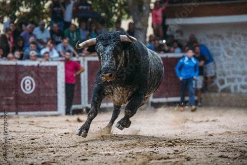 Bull on the bullring sand