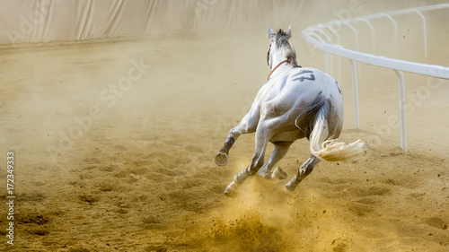 Cavallo scosso corre al palio di Asti photo