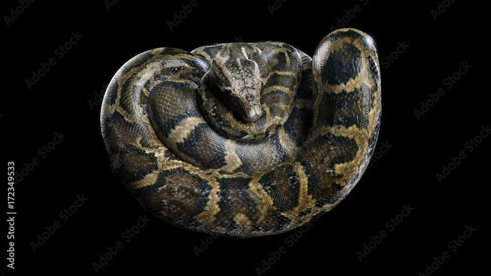 Fototapeta premium 3d Boa Constrictor The World's Biggest Venomous Snake Isolated on Black Background, 3d Illustration, 3d Rendering