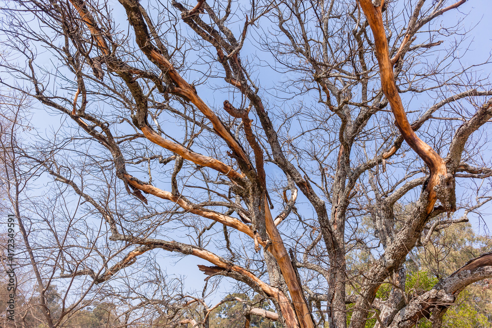 Obraz premium Large Dry Tree Bark Peeling Skin