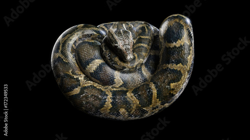 Foto 3d Boa Constrictor The World's Biggest Venomous Snake Isolated on Black Backgrou