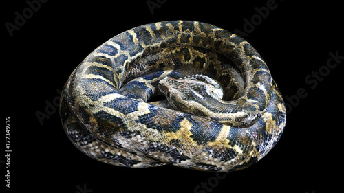 Wallpaper Mural 3d Boa Constrictor The World's Biggest Venomous Snake Isolated on Black Background, 3d Illustration, 3d Rendering Torontodigital.ca