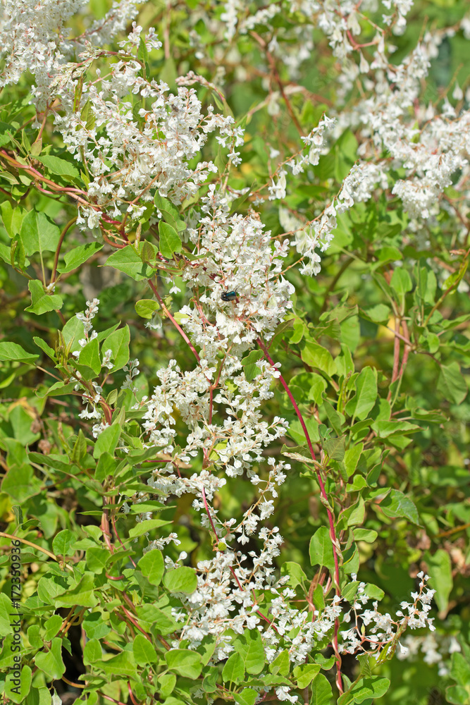 Schlingknöterich, Fallopia baldschuanica