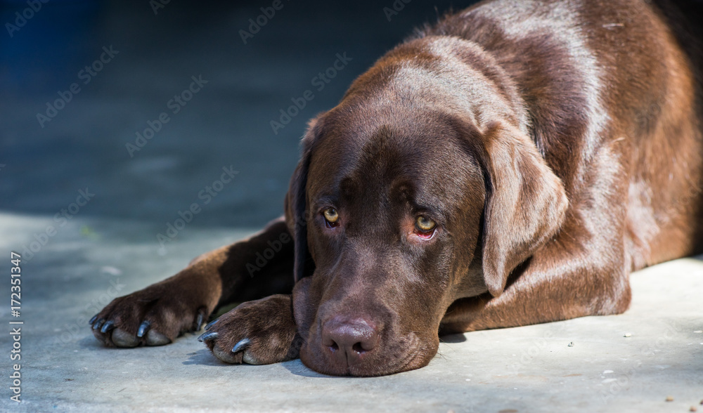 Chocolate Labrador retriever resting Chocolate Labrador retriever resting