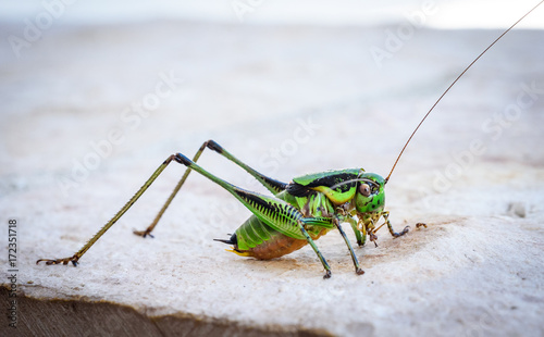 Green grasshopper or locust macro shot on a outdoor terrace.