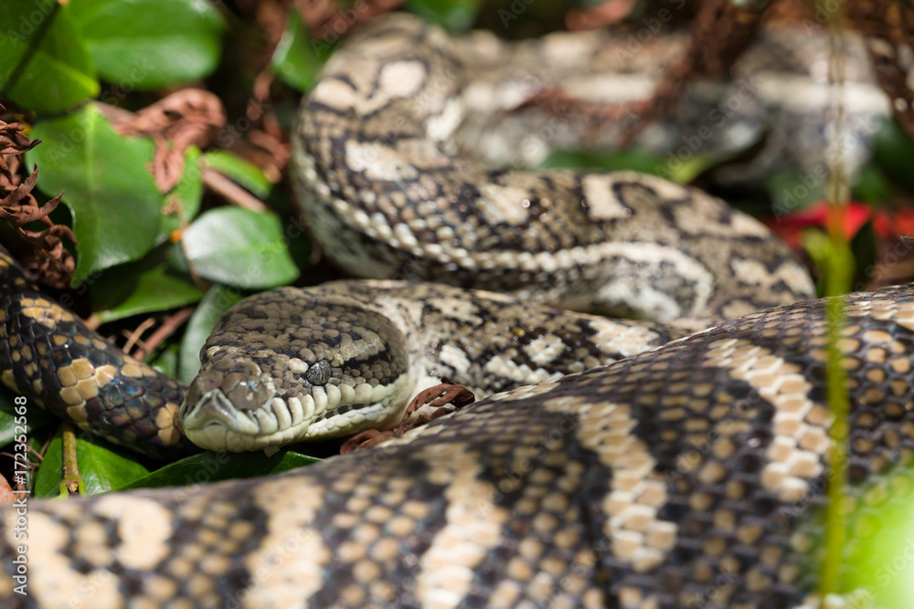 Obraz premium Carpet Python asleep after a meal