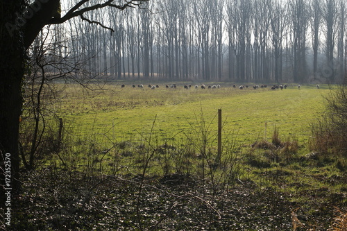 meadow with sheep on a quiet winter day photo