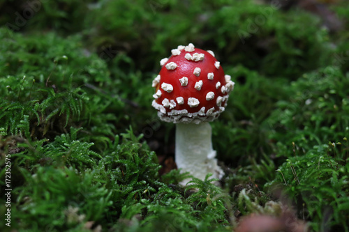 White-dotted red-capped mushroom - Amanita muscaria Fly agaric