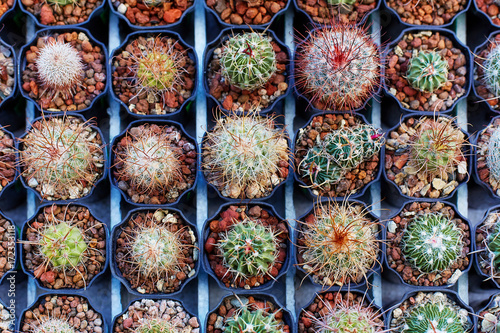 seedling cacti