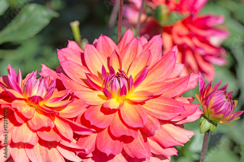 Fototapeta Naklejka Na Ścianę i Meble -  Dahlien, Dahlias