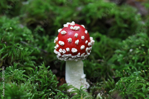 White-dotted red-capped mushroom - Amanita muscaria Fly agaric