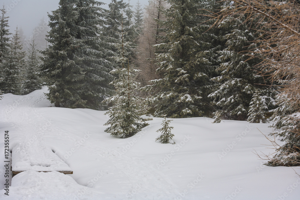 Fototapeta premium Winter wonderland