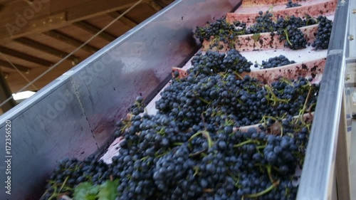 bunches of grapes are loaded on a conveyor belt