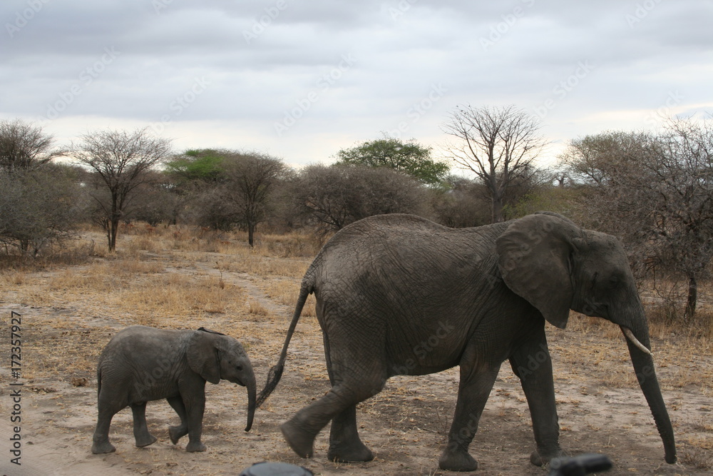 Fototapeta premium elephants