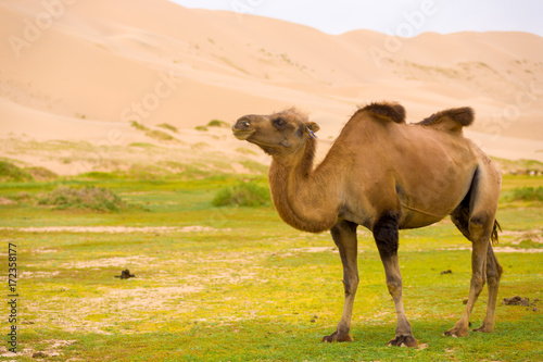 Khongor Els Sand Dune Sagging Bactrian Camel Hump