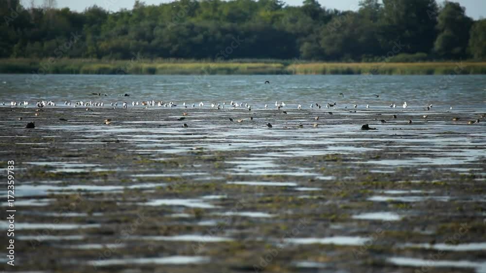 wetland with a flock of various wetland birds wetland with a flock of various wetland birds