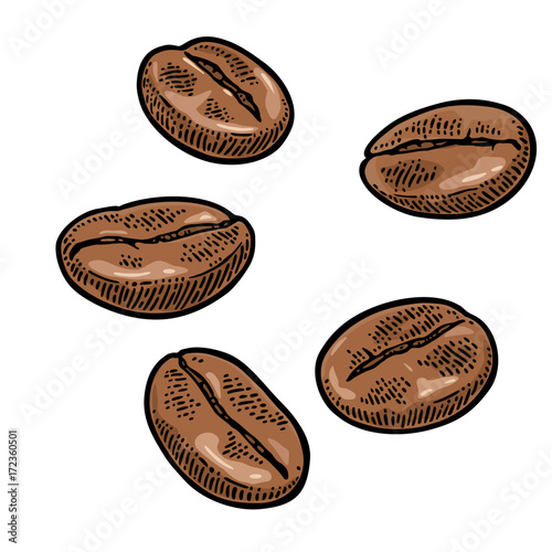 Fotografiet Coffee beans. Hand drawn sketch style. Vintage vector engraving