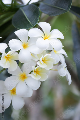 White frangipani in nature.