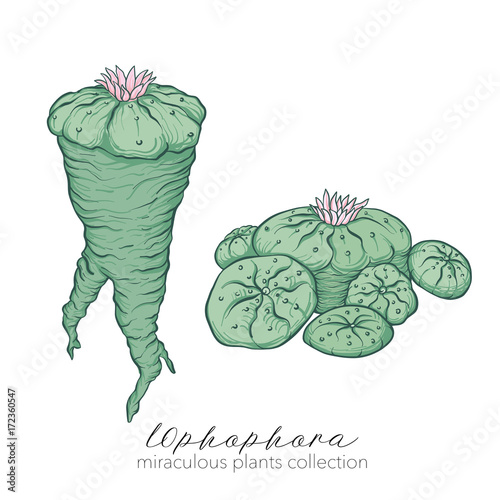 Ophophora plant. Colored stock vector illustration.