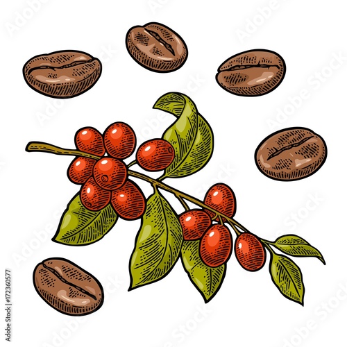 Coffee bean, branch with leaf and berry.