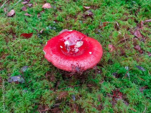 Big red beautiful russula in the forest. photo