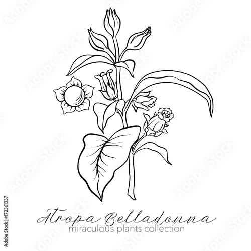 Belladonna plant set. Outline vector illustration.