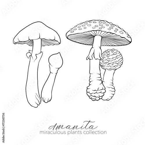 Miraculous plant. Amanita mushroom. 