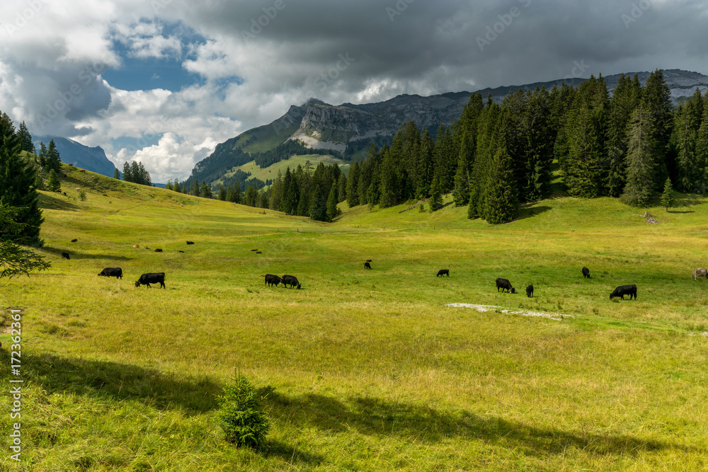 Kuh Herde auf Alp im Entlebuch