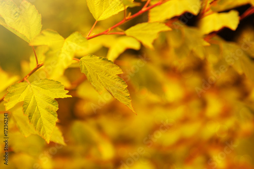 Autumnal background with yellow leaves.