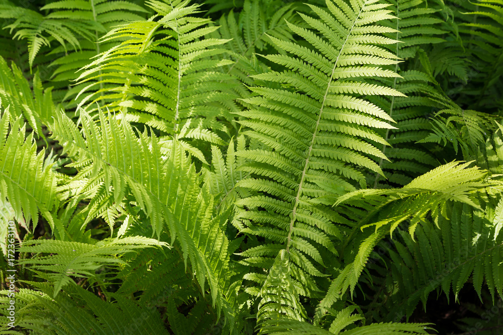 Europäischer Straußenfarn, Matteuccia Struthiopteris Europäischer Straußenfarn, Matteuccia Struthiopteris