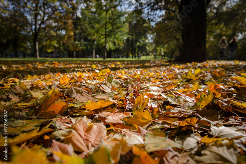 colorful autumn leaves on the ground in the park