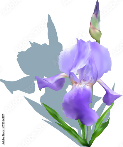 blue iris with  bud and shadow on white