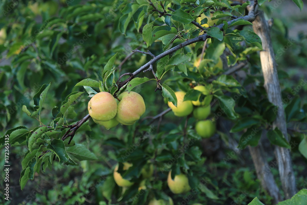Apple tree variety April fruit