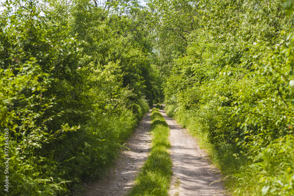 Spring rural landscape Spring rural landscape