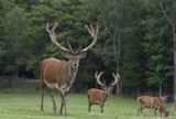 Three Elk with large antlers grazing in a meadow in Canada