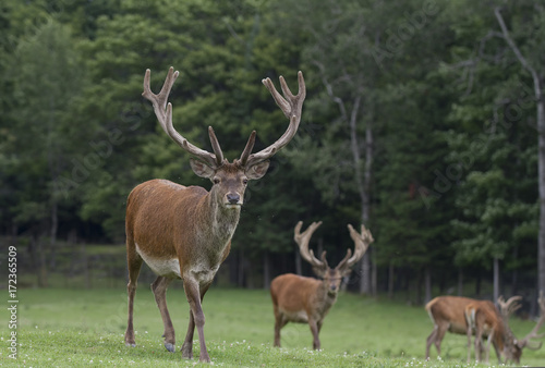 Three Elk with large antlers grazing in a meadow in Canada © Jim Cumming
