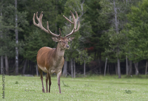 Bull Elk with large antlers standing in a meadow in Canada