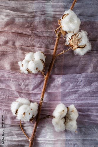 Cotton plant flower branch on purple cloth