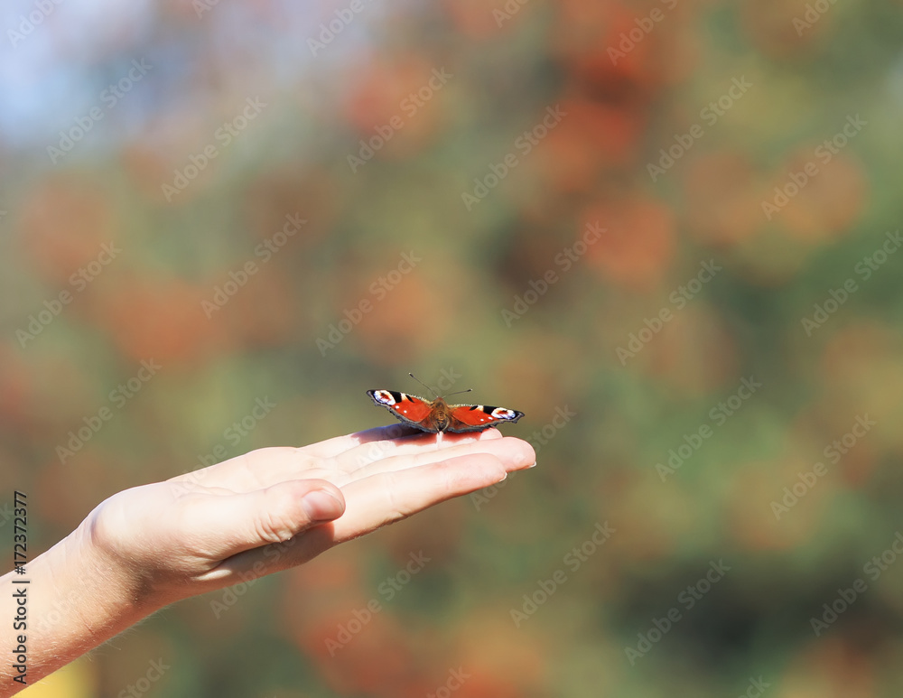 Naklejka premium beautiful butterfly sitting on girls arm and prepared to fly in the sky